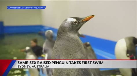 Famous Chick Of Same Sex Penguin Couple Learns To Swim Youtube