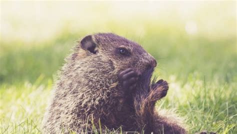 Trous Dans La Pelouse Quels Animaux Creusent Dans Votre Jardin