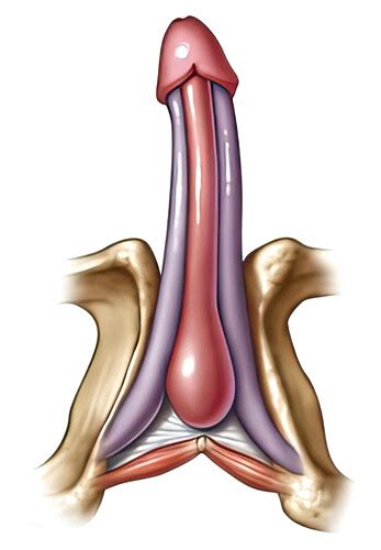 Human Penis Bilder Science Photo Library