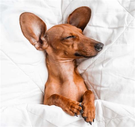 Cuantas Horas Al Dia Duerme Un Perro De A Os