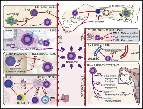 Neutrophils In Homeostasis Immunity And Cancer Immunity