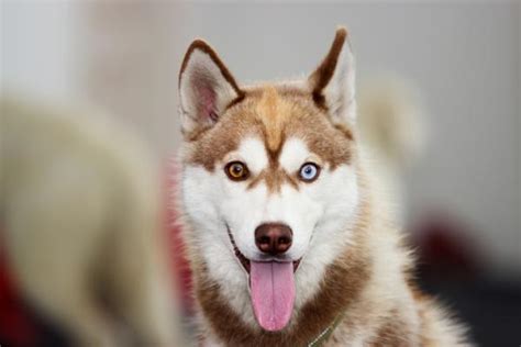 Son Husky Siberiano Con Ojos Marrones