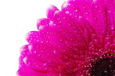 Premium Photo Gerbera Flower