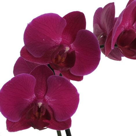 Orchidea Phalaenopsis Fucsia Piante Fiorite Vere Da Interno H 60 70