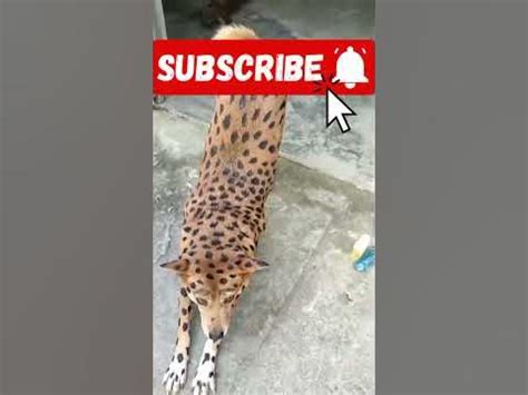Боевой раскрас - YouTube