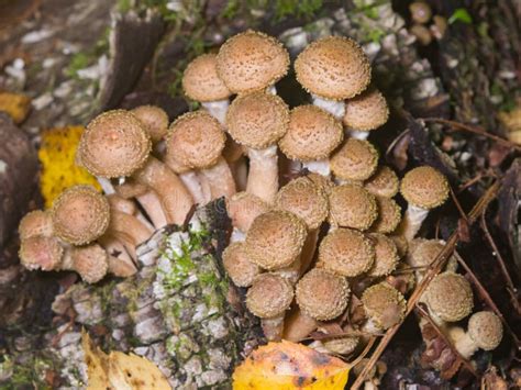 Edible Mushrooms Agaric Honey Fungus Or Armillaria Mellea Cluster