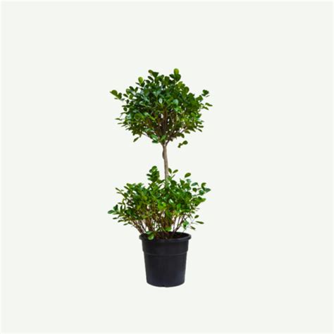 Ficus Panda 2 Head Greenway Landscaping Llc