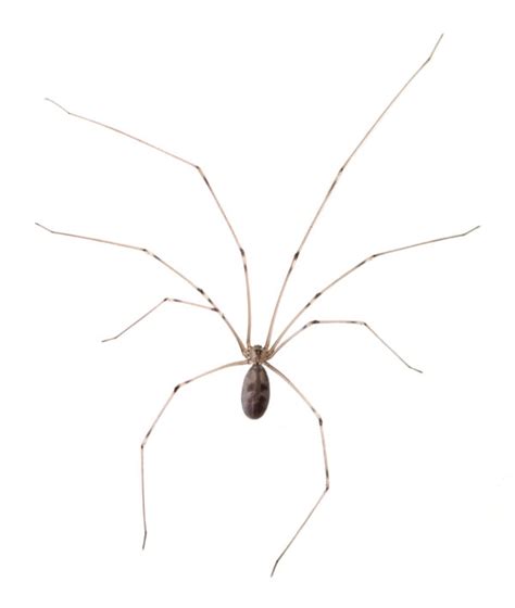 Cellar Spider Identification, Habitat & Behavior | Ja-Roy