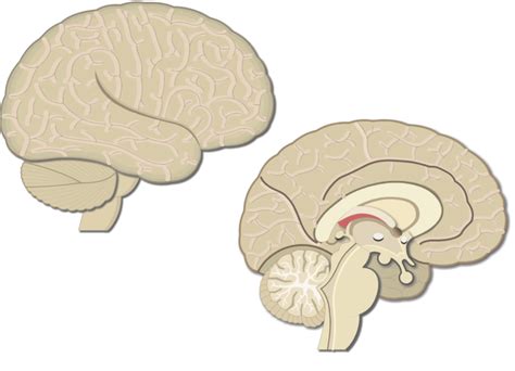 Cerebral Cortex - Lobes, Fissures, Gyri, and Sulci | GetBodySmart