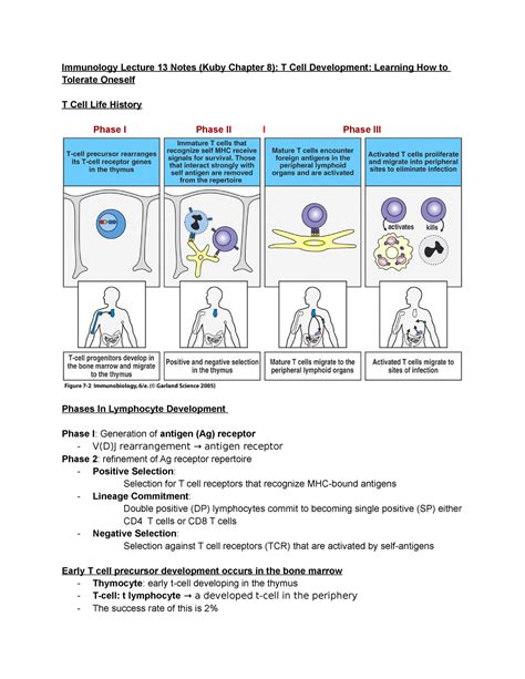 Immunology Lecture 13 Notes Kuby Chapter 8 Immunology Lecture 13