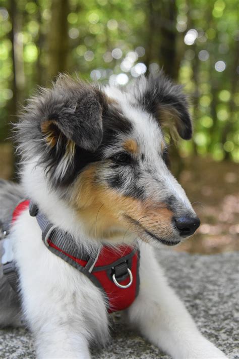 Shetland Sheepdog Dog Canine - Free photo on Pixabay - Pixabay