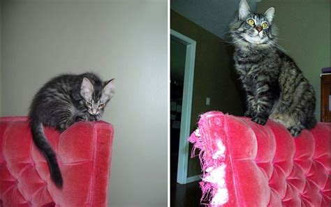 15 Amazing Before and After Pictures of Cats That Will Make Your Day