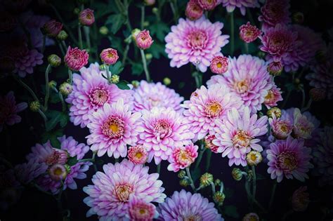 Chrysantheme Blumen Pflanzen Pinke Kostenloses Foto Auf Pixabay Pixabay