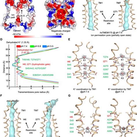 Ion Permeation Pore Of Human Tmem A Cross Section Through The