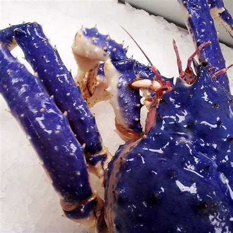 Live Blue King Crab - Blue King crab for sale