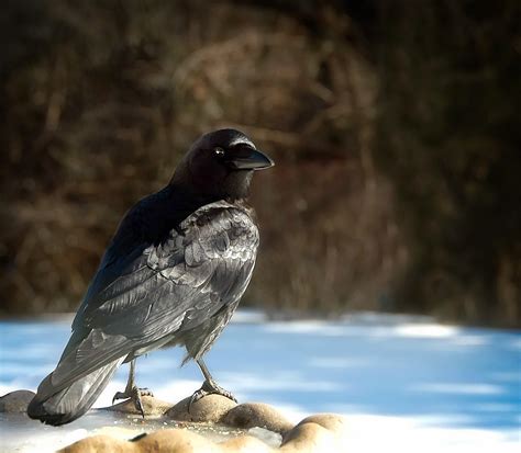 Collection 95 Pictures Photos Of Black Birds Superb