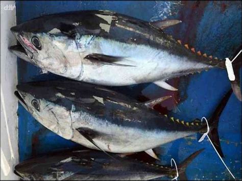 Gambar Ikan Tuna Terbesar dan Termahal Hasil tangkap Indonesia Terbaru ...