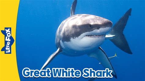 Great White Shark Pictures For Kids