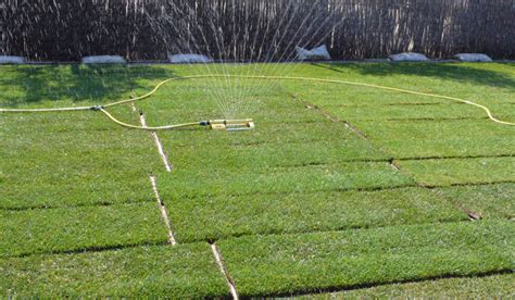 Césped en tepes Jardinería TOT en U en Valencia