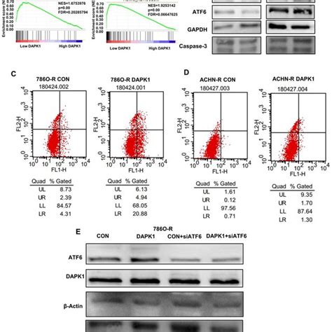 Dapk1 Regulates Endoplasmic Reticulum Stress Mediated Apoptosis A