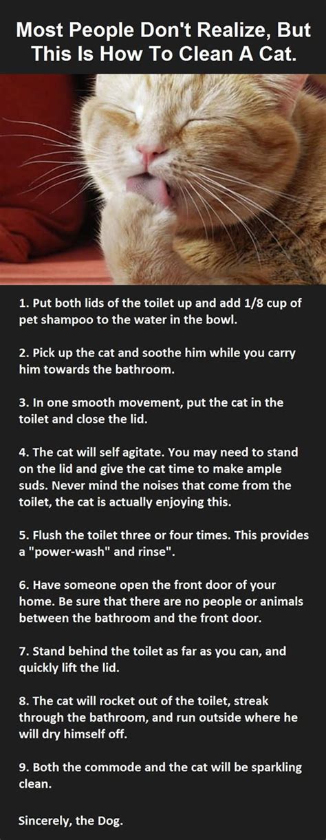 How To Clean Your Cat.