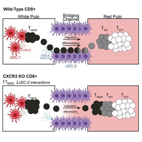 Cxcr3 Regulates Stem And Proliferative Cd8 T Cells During Chronic