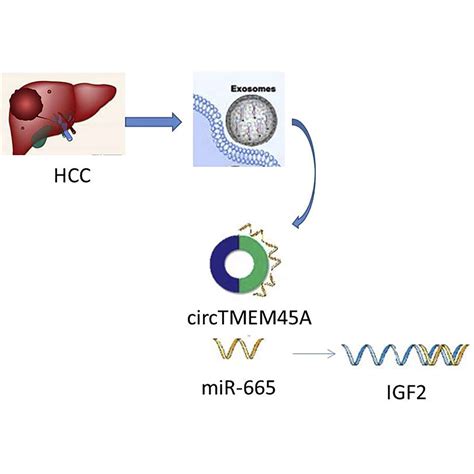 Circular Rna Circtmem A Acts As The Sponge Of Microrna To Promote