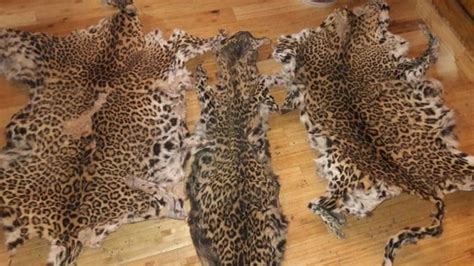 Two Arrested In Jalpaiguri With Leopard Pangolin Skins Kolkata