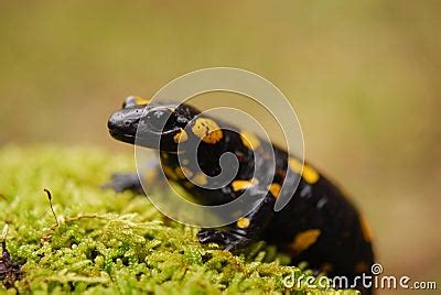 Black And Yellow Frog Royalty Free Stock Image - Image: 13922606