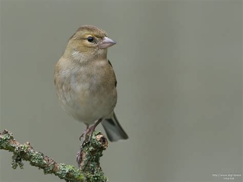 Irma's Natuurbeleving: Vink