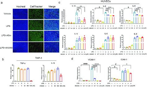 Anxa5 Inhibits Monocyte Endothelial Cell Adhesion And Huvecs