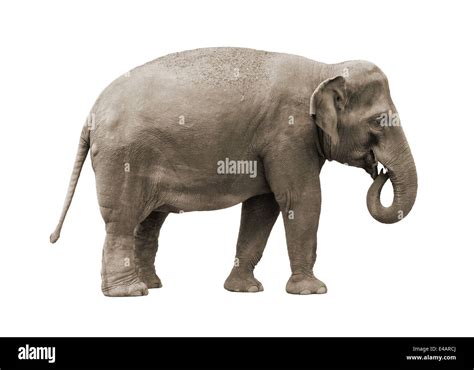 Elefante De Sumatra Imágenes Recortadas De Stock Alamy