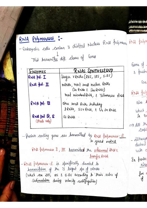 Solution Transcription In Eukaryotes Studypool