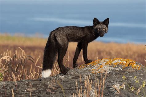 HD wallpaper: selective focus photography of black and brown fox, dark ...