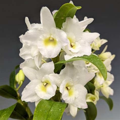 Dendrobium Nobile Apollon G Kir Lykert