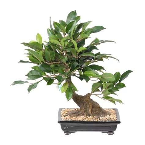 BONSAI artificiel FICUS 68 cm VERT Bonsaïs artificiels de 1m