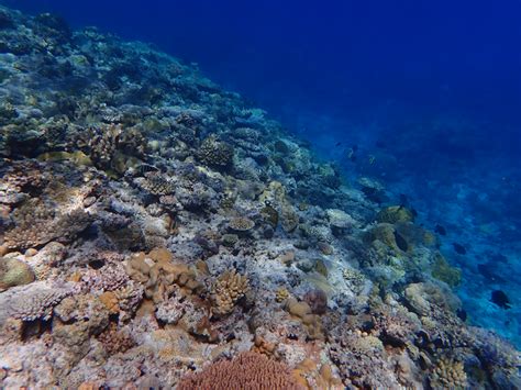 Coral Reefs Off Taiping Island [image] Eurekalert Science News Releases