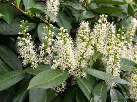 Growing Cherry Laurel Plant How To Care For Cherry Laurel