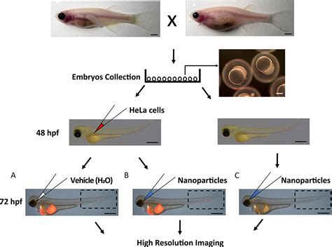 In Vivo Targeting Of Xenografted Human Cancer Cells With Functionalized