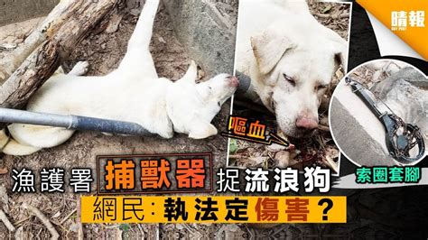 漁護署捕獸器捉流浪狗 網民：執法定傷害？ 晴報 寵物 寵物熱話 D190218