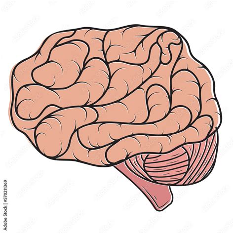 Human Color Brain Isolated Vector Illustration In Cartoon Style Stock