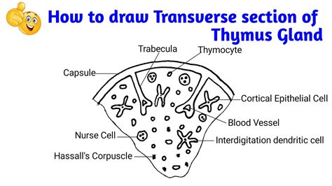 How To Draw Transverse Section Of Thymus Gland How To Draw Ts Of