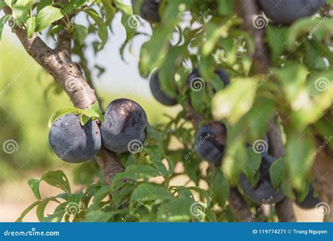 Close Up Ripe Plums Hanging On Tree Branch In An Texas Orchard Stock