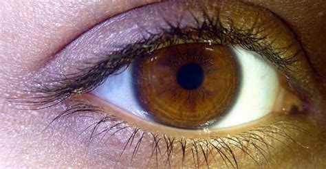 Tipos De Ojos Color Cafe