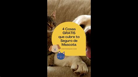 Coberturas Para Eventos Especiales En Seguros Para Mascotas