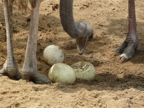 Ostrich With Eggs Stock Photo Image Of Curiosity Feathers 20318000