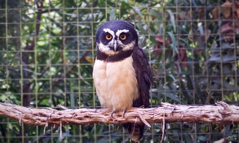 Spectacled Owl - San Francisco Zoo & Gardens