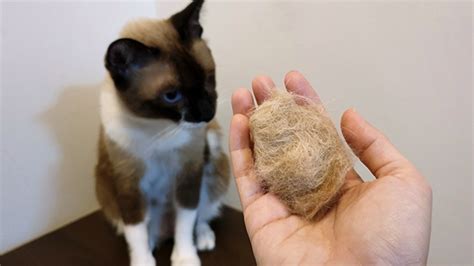 Dangers of hairballs for cats | Animal Friends