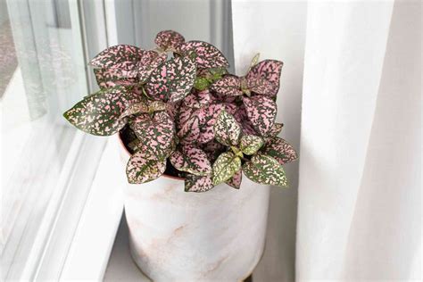 10 Colorful Houseplants To Brighten Up Your Home Harper S Nurseries