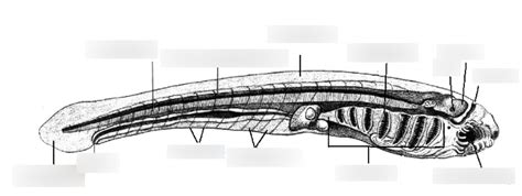 Whole Mount Of An Ammocete Class Agnatha Diagram Quizlet